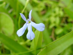 Lobelia quadrangularis
