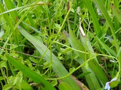 Lobelia quadrangularis
