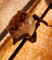 Nyctophilus geoffroyi