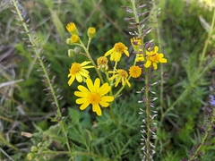 Senecio pinnatifolius