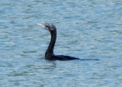 Microcarbo niger