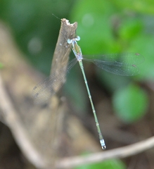 Lestes elatus