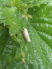 Macrosteles
