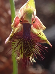 Calochilus campestris