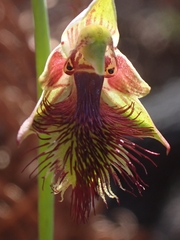 Calochilus campestris