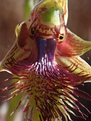 Calochilus campestris