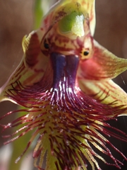 Calochilus campestris
