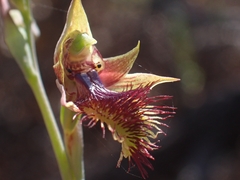 Calochilus campestris