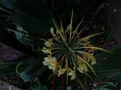 Hedychium gardnerianum