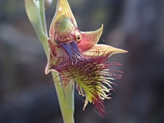 Calochilus campestris