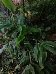 Hedychium gardnerianum
