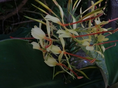 Hedychium gardnerianum