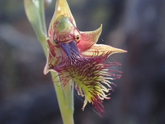 Calochilus campestris