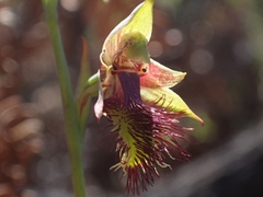 Calochilus campestris