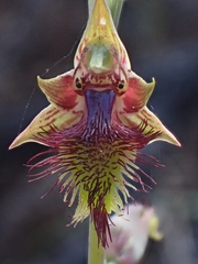 Calochilus campestris