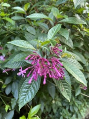 Fuchsia paniculata