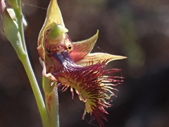 Calochilus campestris
