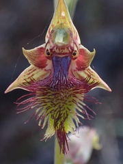 Calochilus campestris