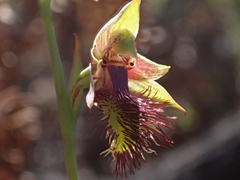 Calochilus campestris