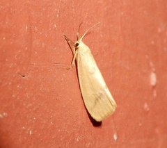 Notata parva