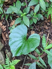Nervilia concolor
