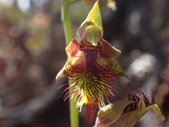 Calochilus campestris