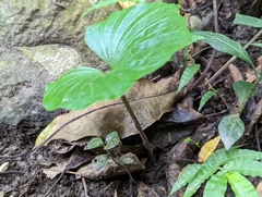 Nervilia concolor