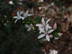 Philotheca buxifolia