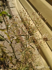 Erigeron canadensis