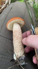 Leccinum aurantiacum