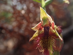 Calochilus campestris
