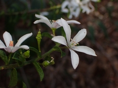 Philotheca buxifolia