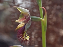 Calochilus campestris