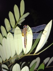 Urothemis signata
