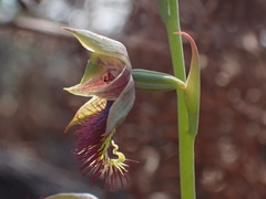Calochilus campestris