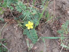 Sibbaldianthe bifurca