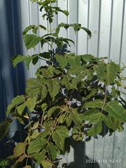 Acer negundo