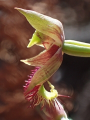 Calochilus campestris
