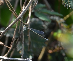 Aciagrion occidentale