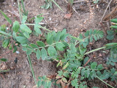 Sibbaldianthe bifurca