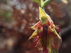 Calochilus campestris