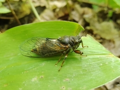 Cicadetta montana