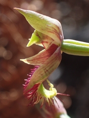 Calochilus campestris