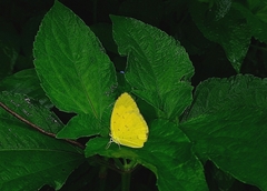 Eurema hecabe