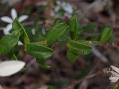 Philotheca buxifolia