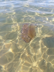 Cotylorhiza tuberculata