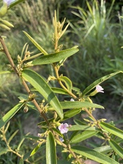 Helicteres angustifolia