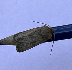 Peridroma saucia