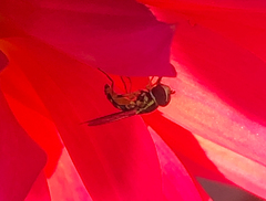 Toxomerus occidentalis