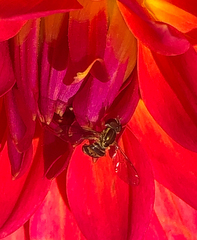 Toxomerus occidentalis